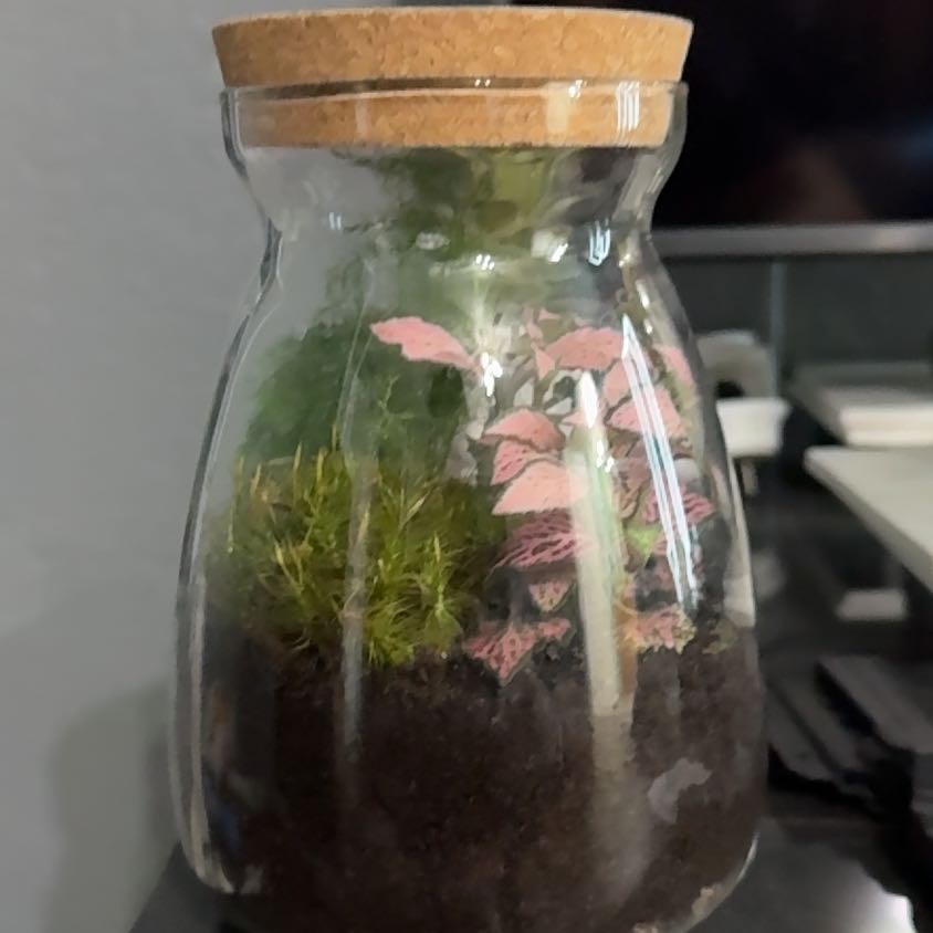 Photo of the plant species Moss by @SirRubberfig36 named Lola on Greg, the plant care app