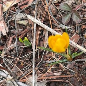 Photo of the plant species Spring Crocus by @BoldGloriosa73 named Lavender on Greg, the plant care app