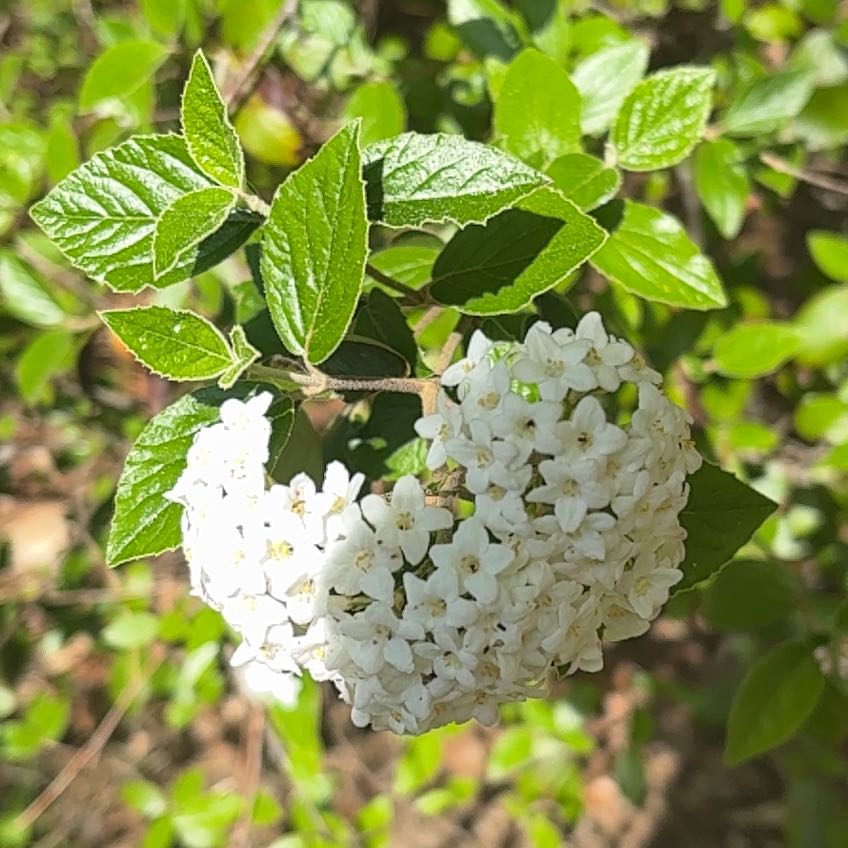 Photo of the plant species Wayfaring Tree Viburnum by @BoldGloriosa73 named Nemo on Greg, the plant care app
