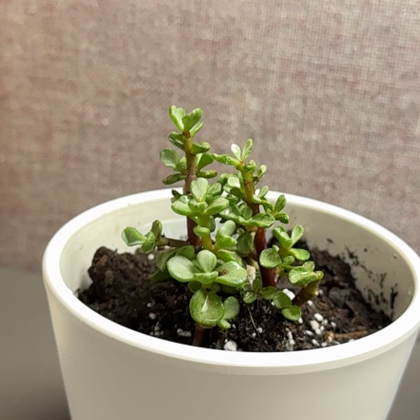 Photo of the plant species Portulacaria afra 'Snowfall' by @ManlyClubmoss25 named Shakira on Greg, the plant care app