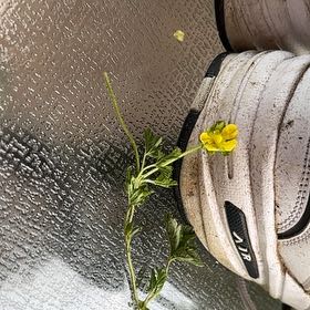 Photo of the plant species Common Buttercup by @WorldlyMastic34 named Robert Plant on Greg, the plant care app