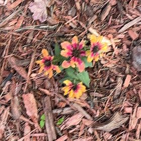 Photo of the plant species Indian Blanket by @WorldlyMastic34 named Sonora on Greg, the plant care app