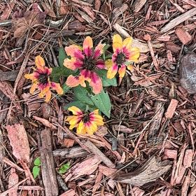 Photo of the plant species Indian Blanket by @WorldlyMastic34 named Gaga on Greg, the plant care app