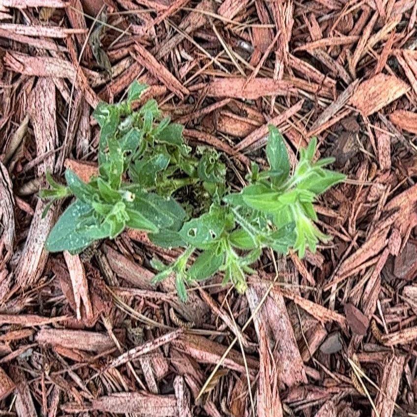 Photo of the plant species Annual Mercury by @WorldlyMastic34 named LiloStitch on Greg, the plant care app