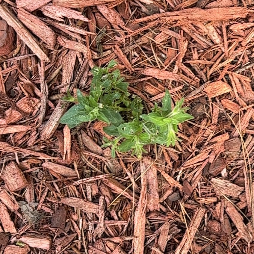 Photo of the plant species Mexican Burningbush by @WorldlyMastic34 named Duke on Greg, the plant care app