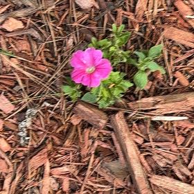 Photo of the plant species Drummond's Phlox by @WorldlyMastic34 named Sir Plancelot on Greg, the plant care app