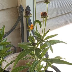Photo of the plant species Tall Tickseed by @WorldlyMastic34 named Hamilton on Greg, the plant care app