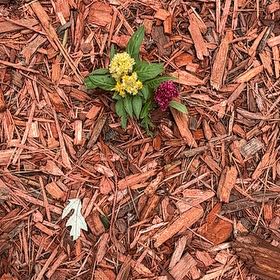 Photo of the plant species Garden Yellow Rocket by @WorldlyMastic34 named Hemingway on Greg, the plant care app