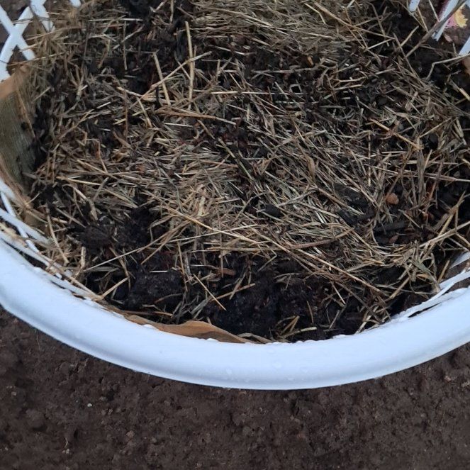 Photo of the plant species Potatoe by @ManlyTearose85 named Subject 1 on Greg, the plant care app