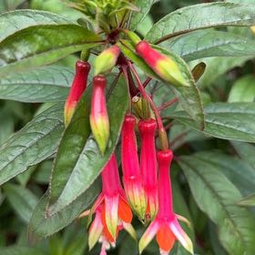 Photo of the plant species Bolivian Fuchsia by @BrightBlusher64 named LiloStitch on Greg, the plant care app
