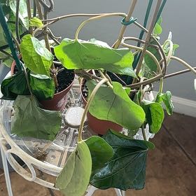 Photo of the plant species Paan by @ProLoquat43 named Luna on Greg, the plant care app