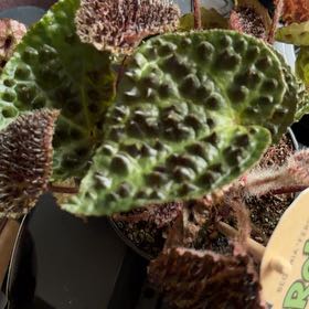 Photo of the plant species Begonia 'Black Magic' by @ChicPepper56 named Walt on Greg, the plant care app