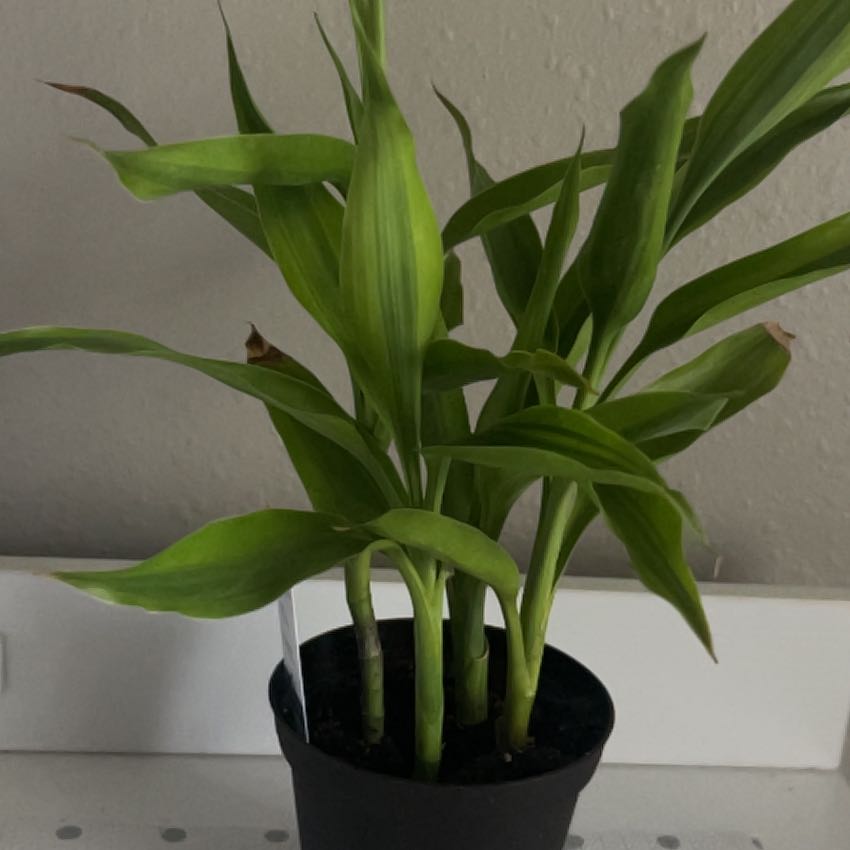 Photo of the plant species Dracaena Sanderiana 'White Ribbon' by @ProWychelm60 named da Vinci on Greg, the plant care app