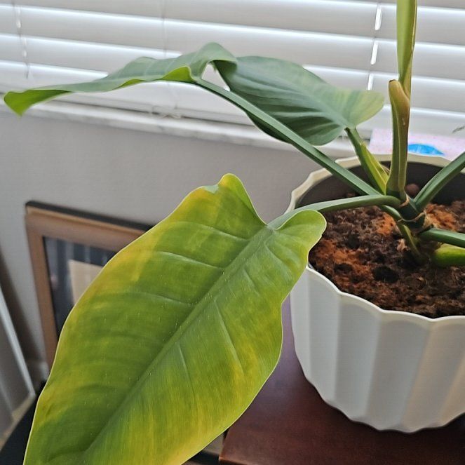 Photo of the plant species Philodendron Princess by @FitConecatus67 named Gemma on Greg, the plant care app