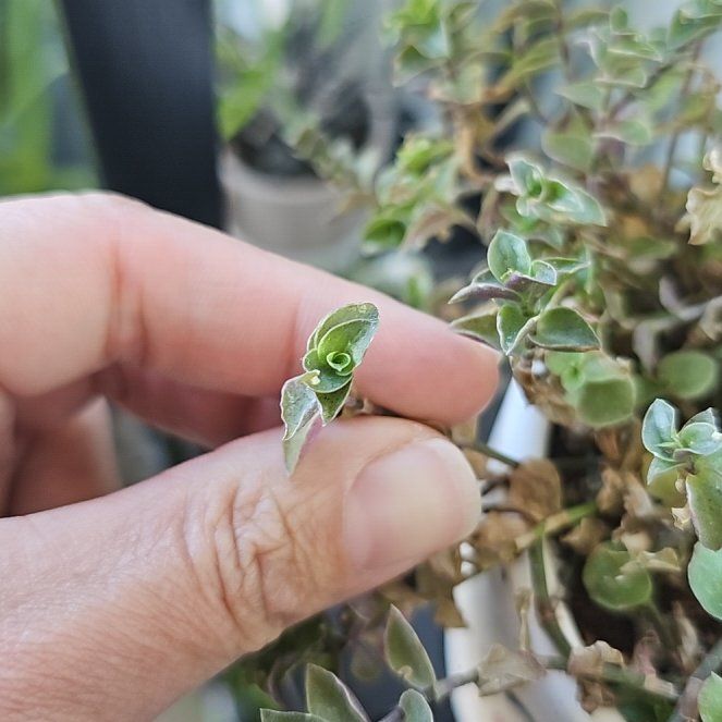 Photo of the plant species Turtle Vine by @FitConecatus67 named Daphne on Greg, the plant care app