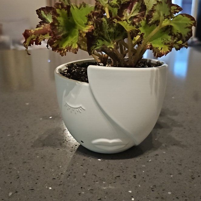 Photo of the plant species Rex Begonia Zumba by @FitConecatus67 named Aaliyah on Greg, the plant care app