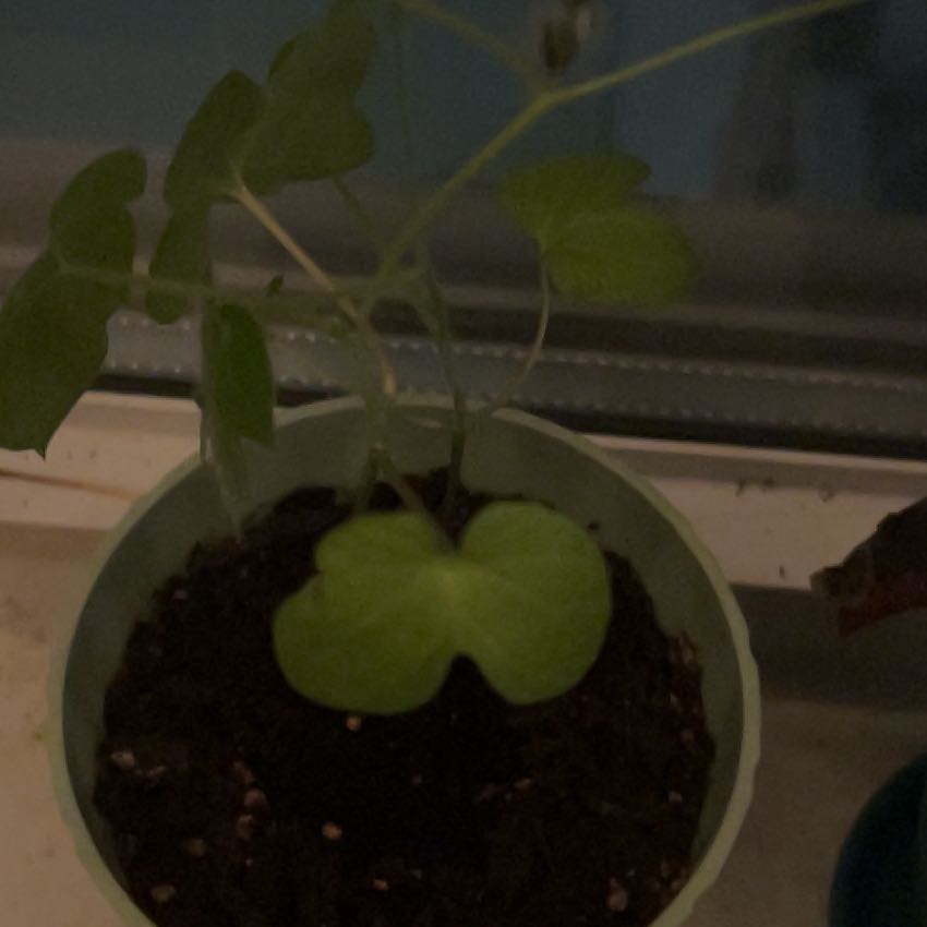 Photo of the plant species Buddha Belly Plant by @AceAtom42 named Zion on Greg, the plant care app