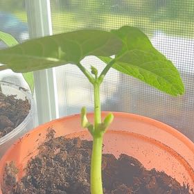 Photo of the plant species Pinto Bean by @FirstFiresticks named McKinley on Greg, the plant care app