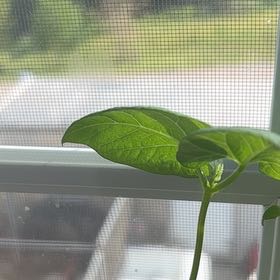 Photo of the plant species Lima Bean by @FirstFiresticks named Tree Diddy on Greg, the plant care app