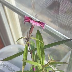 Photo of the plant species Lilium 'Diantha' by @FirstFiresticks named Kesha on Greg, the plant care app