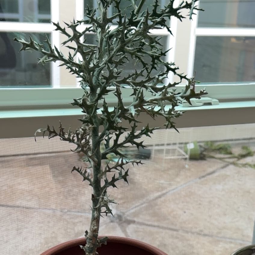 Photo of the plant species Euphorbia stenoclada subsp. stenoclada by @MellowOkra59 named James Dean on Greg, the plant care app