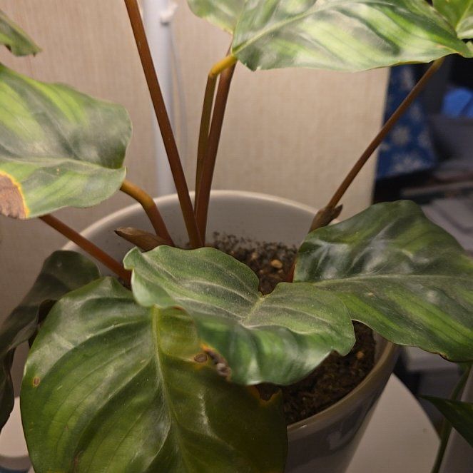 Photo of the plant species Calathea fasciata by @techieguru named Tahani on Greg, the plant care app