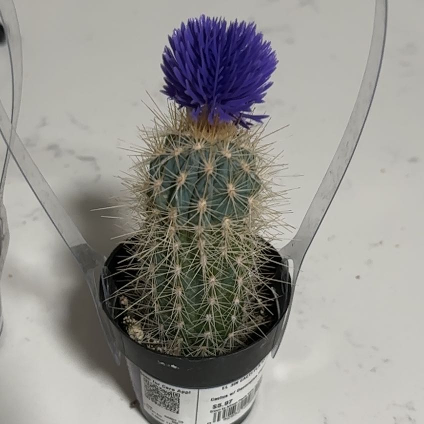 Photo of the plant species Engelmann's Hedgehog Cactus by @NotableOlneya95 named Hemingway on Greg, the plant care app