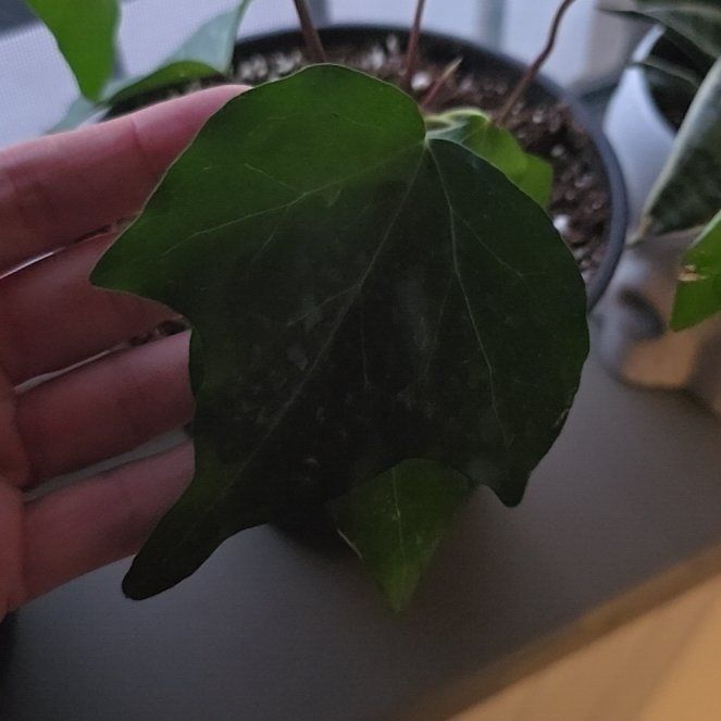 Photo of the plant species Canarian Ivy by @AgileLipandra66 named Pax on Greg, the plant care app
