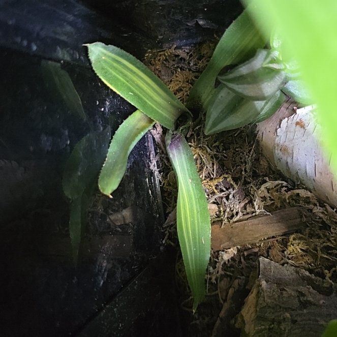 Photo of the plant species Mauritius Hemp by @AgileLipandra66 named Maya on Greg, the plant care app