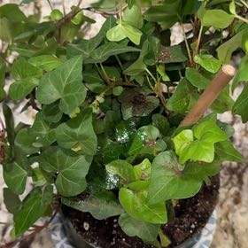 Photo of the plant species Dwarf Voodoo Lily by @AliveBegonia24 named Archie on Greg, the plant care app