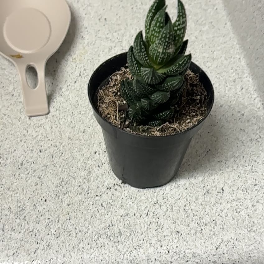 Photo of the plant species Haworthiopsis coarctata by @TiptopHope73 named Wall-E on Greg, the plant care app