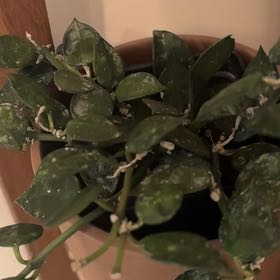 Photo of the plant species Hoya khroniana Silver Splash by @GladBlueech38 named Zeus on Greg, the plant care app