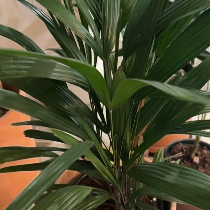 Photo of the plant species Lady Palm by @GladBlueech38 named Eva on Greg, the plant care app