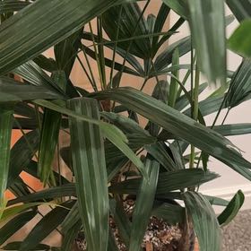 Photo of the plant species Lady Palm by @GladBlueech38 named Mochi on Greg, the plant care app
