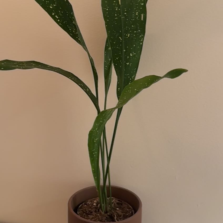 Photo of the plant species Cast Iron Milky Way by @GladBlueech38 named Navajo on Greg, the plant care app
