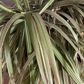 Photo of the plant species Screw Pine by @LuckyBlue78 named Orwell on Greg, the plant care app