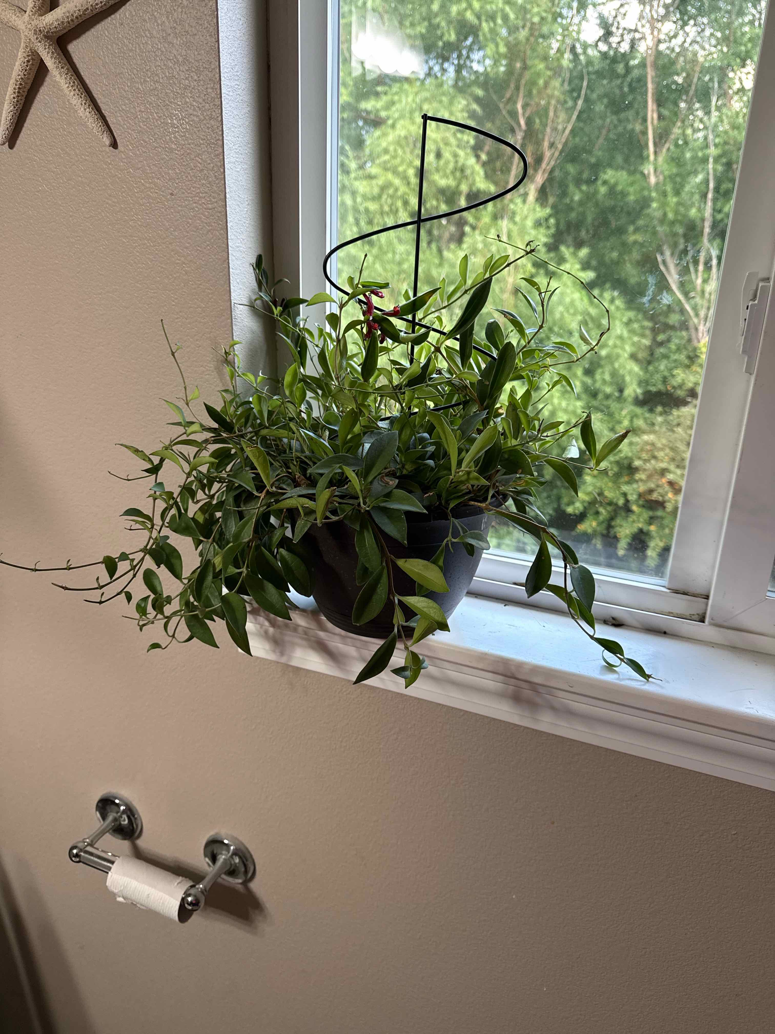 Photo of the plant species Variegated Mini Lipstick Plant by @ConnieCATS11 named Lippy lipstick on Greg, the plant care app