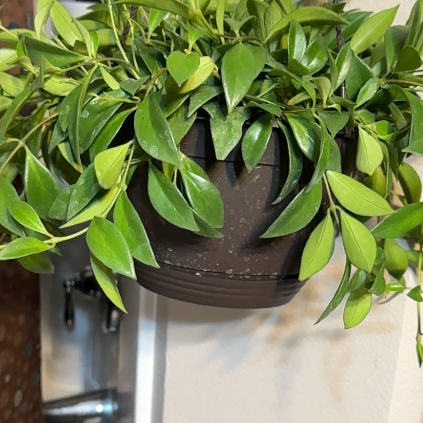 Photo of the plant species Variegated Mini Lipstick Plant by @ConnieCATS11 named Lippy lipstick on Greg, the plant care app