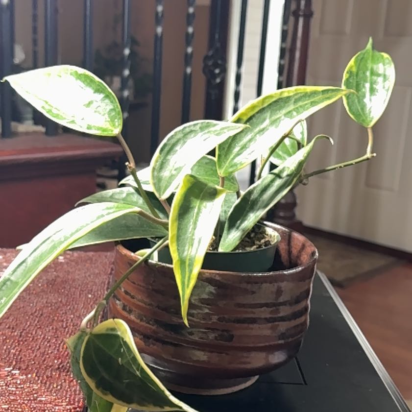 Photo of the plant species Hoya macrophylla by @ConnieCATS11 named Hoya Macrophylla on Greg, the plant care app