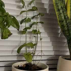Photo of the plant species Watermint by @Jo-Jo named Darwin on Greg, the plant care app