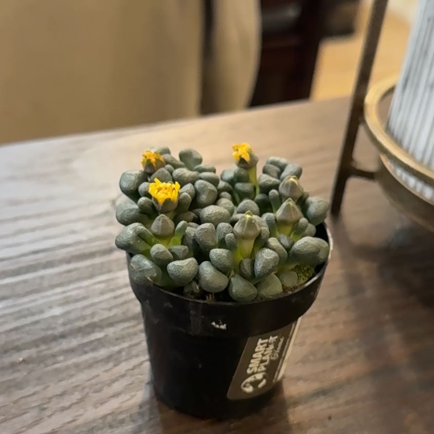 Photo of the plant species Aloinopsis schoonesii by @StrongBlueash79 named Michelle Branch on Greg, the plant care app