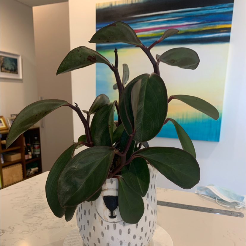 Peperomia Red Edge plant in a decorative pot with a colorful painting in the background.