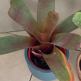 Photo of the plant species Neoregelia 'Magali' by Angela named Lola on Greg, the plant care app