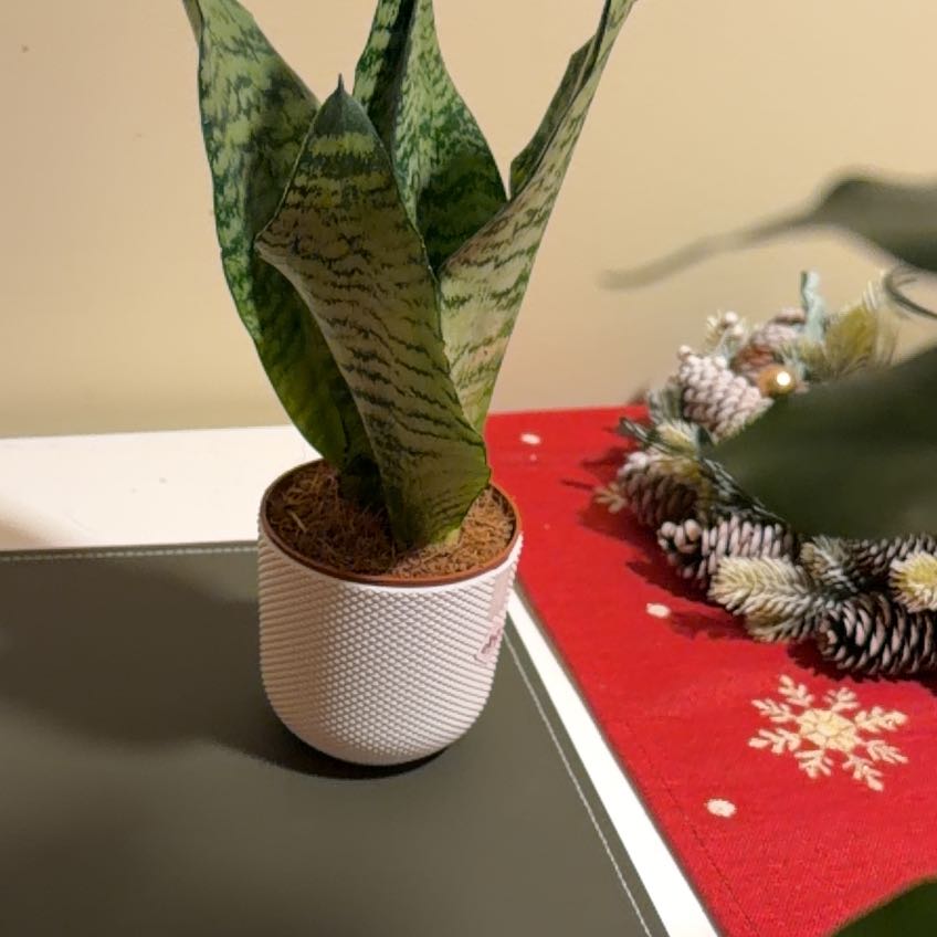 Photo of the plant species Sansevieria Robusta by @WiseKaro88 named Lola on Greg, the plant care app