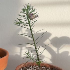 Photo of the plant species Redwood by @ProGreyknight83 named Fernie Mercury on Greg, the plant care app