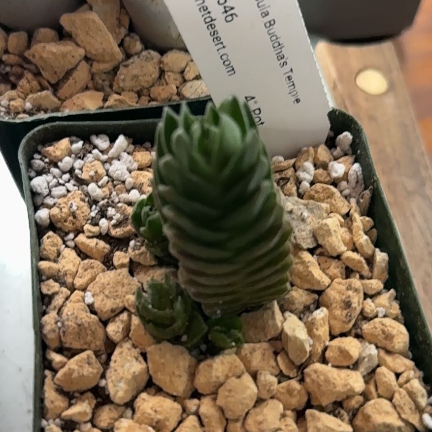 Photo of the plant species Pagoda Mini Jade by @TopLoquat28 named Huckleberry Fern on Greg, the plant care app