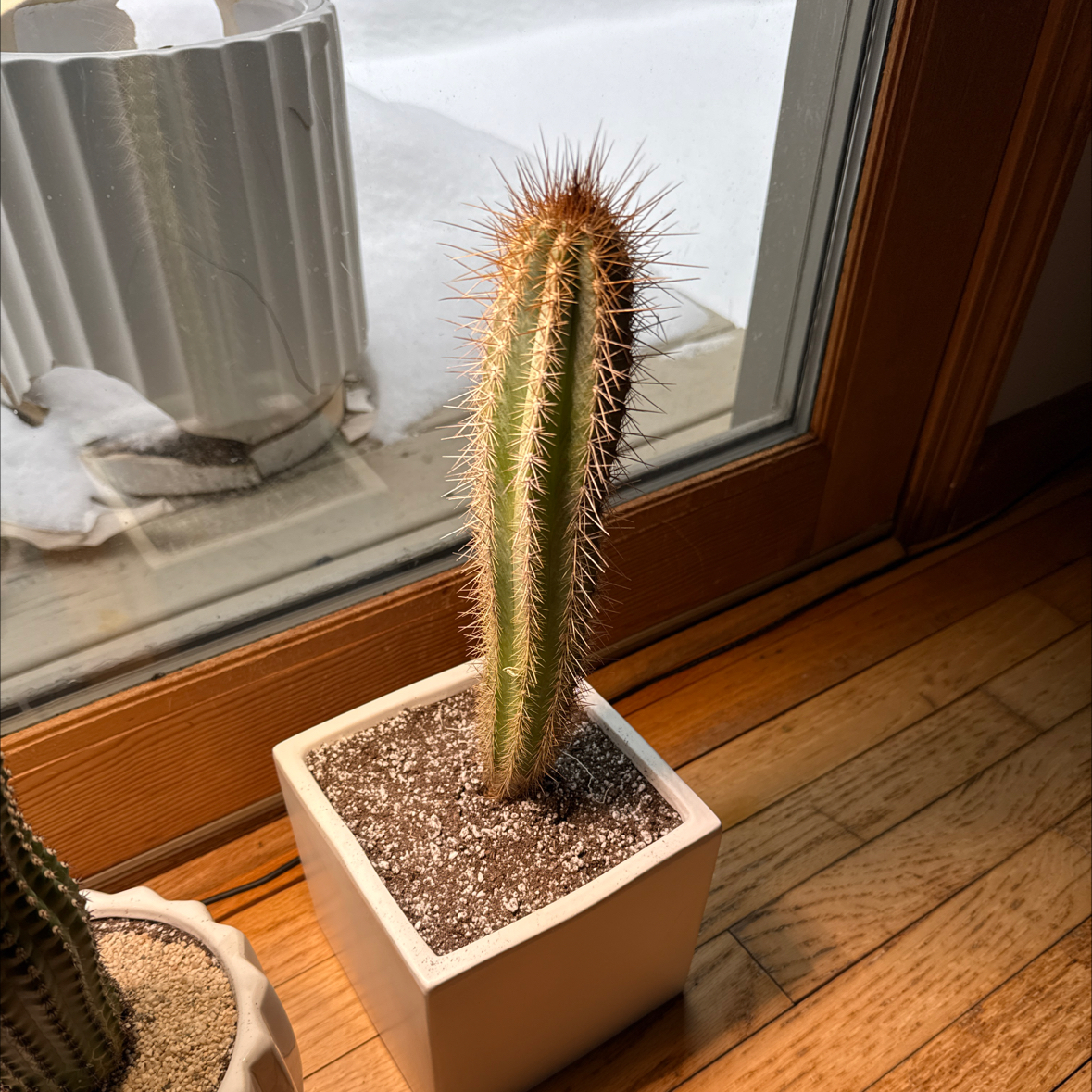 Photo of the plant species Pilosocereus azureus by @TopLoquat28 named LiloStitch on Greg, the plant care app