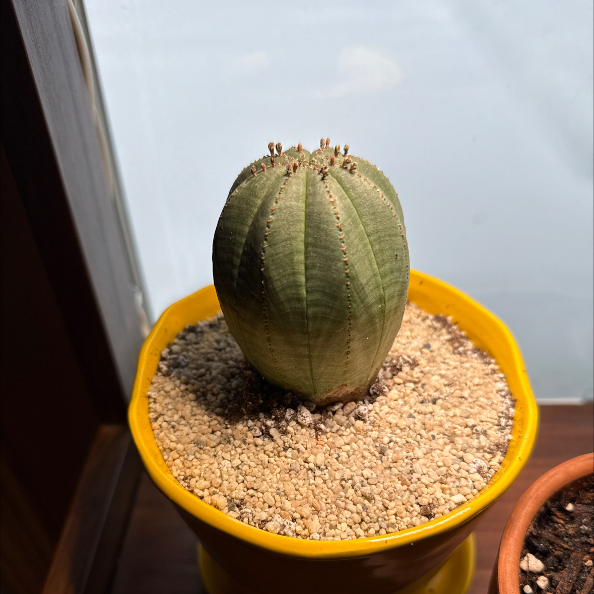 Photo of the plant species Baseball Plant by @TopLoquat28 named Ted Williams on Greg, the plant care app