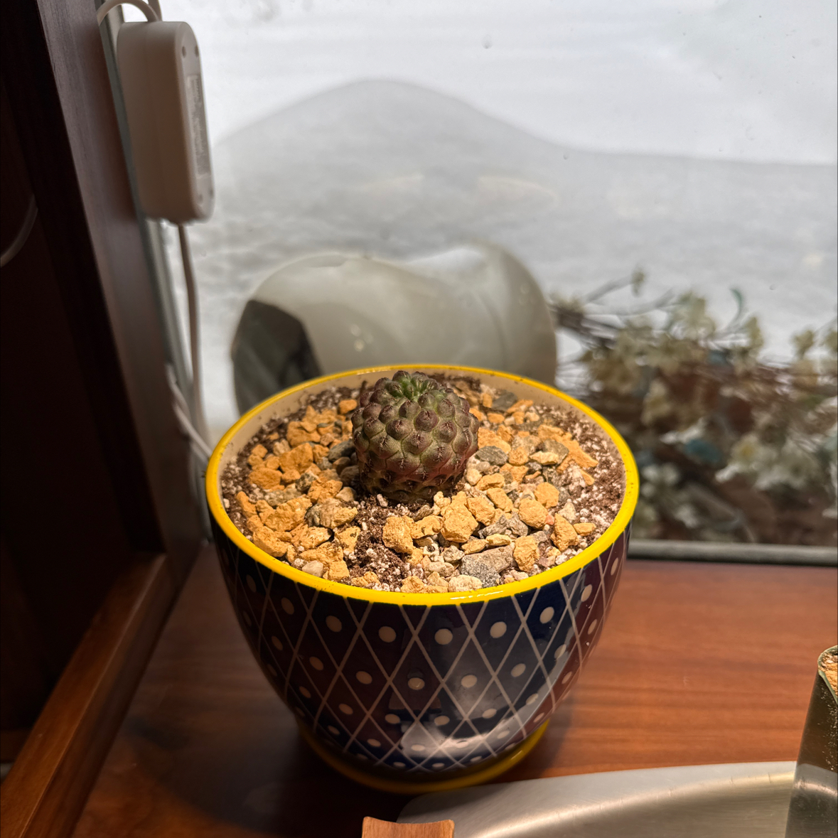 Photo of the plant species Purple rauschii by @TopLoquat28 named Bruce Lee on Greg, the plant care app