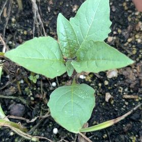 Photo of the plant species American Black Nightshade by @BigwigGermanivy named Keanu Leaves on Greg, the plant care app